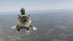 Skydiving Cat Meme Template