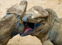 LIP LOCKED LIZARDS Meme Template