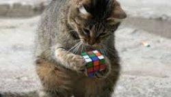 Cat Rubiks Cube Meme Template