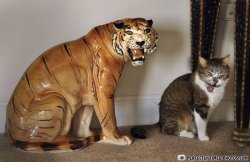 Cat mocking tiger statue licking fur Meme Template