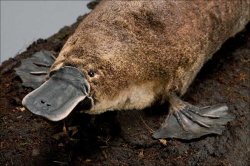 Platypus Meme Template