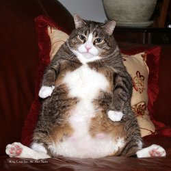 Fat Kitty Meme Template