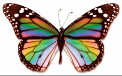 Rainbow butterfly Meme Template