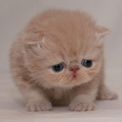 Cute Cat is Sad Meme Template