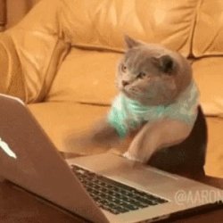 typing-cat Meme Template