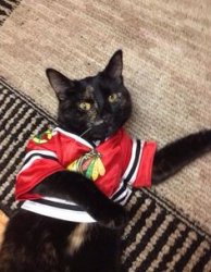 Blackhawks Cat Meme Template