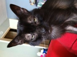 Monkster_Seriously  Meme Template