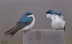 birds Meme Template