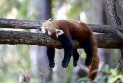 Sleepy Red Panda Meme Template