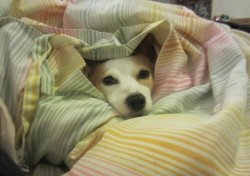 Dog hiding under a blanket Meme Template