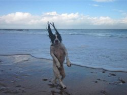 Raydog Strolling Beach Meme Template