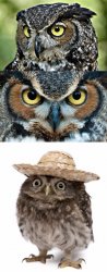 Bad Pun Owl Meme Template