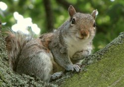 Just a squirrel trying to get a nut Meme Template