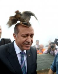 erdogan bird Meme Template