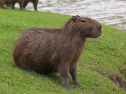 Capivara Meme Template