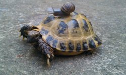 Snail riding turtle Meme Template