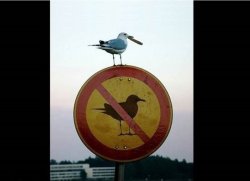Thug Life Bird on Sign Meme Template