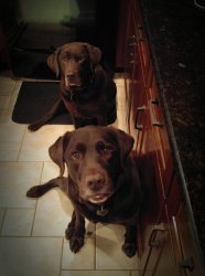 Chuckie the Chocolate Lab  Meme Template