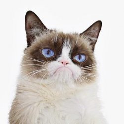 Grumpy cat white background Meme Template