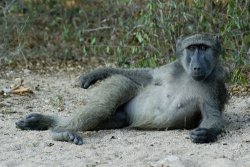 Sexy monkey pose Meme Template