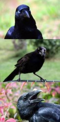 bad pun crow Meme Template