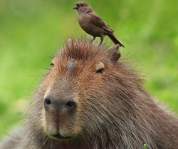 dank capybara Meme Template