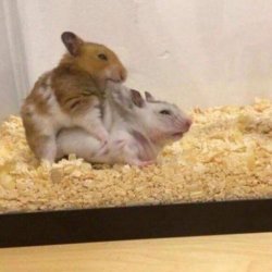 hamster sex sex Meme Template