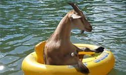 Floating Goat Meme Template