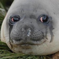 Sad Seal Meme Template