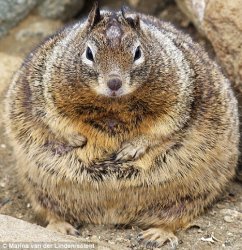 fat squirrel Meme Template