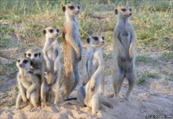 Merecat Meme Template