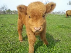 Highland Calf Meme Template