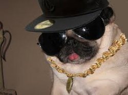 gangster dog Meme Template