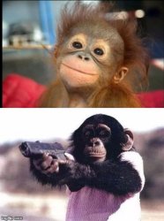 monkey moods Meme Template
