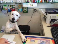 Dog at desk Meme Template