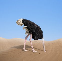 Ostrich hiding Meme Template