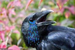 Bad Pun Crow Crying Meme Template