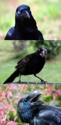 Bad Pun Crow Crying Meme Template