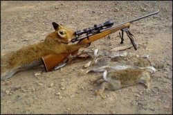 Fox with rifle Meme Template
