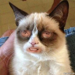 Grumpy Cat High Meme Template