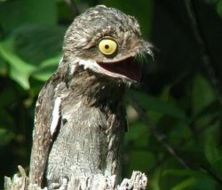 Bad Joke Potoo Meme Template