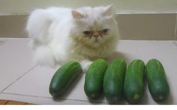 Cats and cucumbers Meme Template