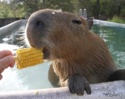 capybara eats corn Meme Template