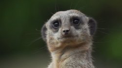 MEERKATSILLY Meme Template