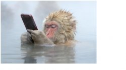 monkey in a hot tub with iphone Meme Template