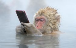 monkey in a hot tub with iphone Meme Template