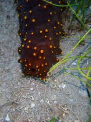 Sea Cucumber Meme Template