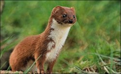 weasel Meme Template