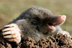 Mole Esther Meme Template