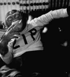 monkey_cigarette Meme Template